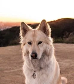 Red Dingo Diamante Engraved Cat Tag Fish -Cat Courtyard 08 CL ZZ