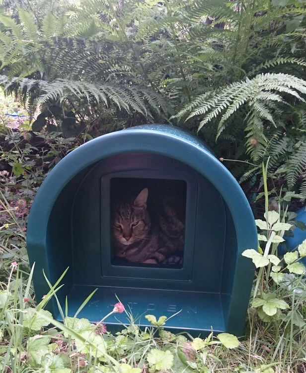Katden Outdoor Cat Kennel - Dark Green EX DISPLAY 9 Katden Outdoor Cat Kennel - Dark Green EX DISPLAY - Image 7
