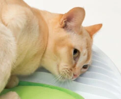 Catit Senses 2.0 Wellness Centre -Cat Courtyard 43153 catit senses wellness center with cat 03