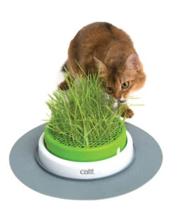 Catit Senses 2.0 Grass Planter -Cat Courtyard 43161 senses 2.0 grass planter heroshot