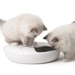 Catit Pixi Smart 6 Meal Cat Feeder -Cat Courtyard 43754 catit pixi smart 6 meal feeder with kittens
