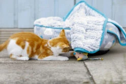 Petface Little Petface Cat Donut 16 Petface Little Petface Cat Donut -Cat Courtyard 60c080db2ad313.14779880