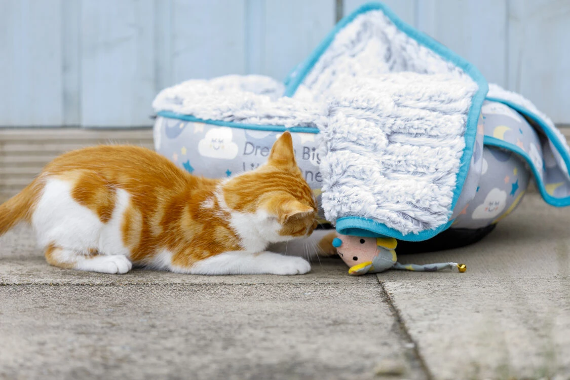 Petface Little Petface Cat Donut 9 Petface Little Petface Cat Donut - Image 7