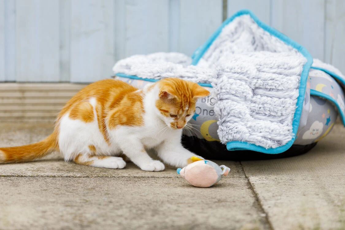 Petface Little Petface Cat Donut 10 Petface Little Petface Cat Donut - Image 8