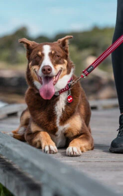 Red Dingo Stainless Steel Engraved Cat Tag Fish Bowl Red 8 Red Dingo Stainless Steel Engraved Cat Tag Fish Bowl Red -Cat Courtyard Cassie Reflective Red Bones 20