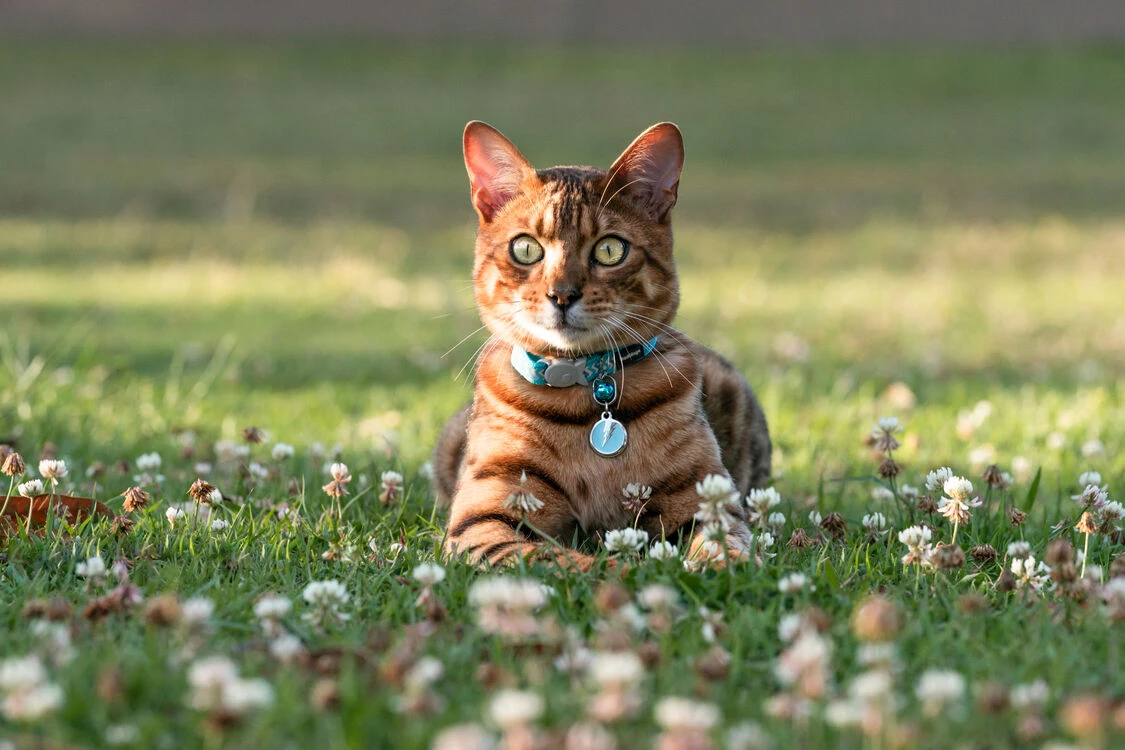 Red Dingo Stainless Steel Engraved Cat Tag Fish Pink 5 Red Dingo Stainless Steel Engraved Cat Tag Fish Pink - Image 3