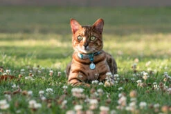 Red Dingo Stainless Steel Engraved Cat Tag Fish Navy 8 Red Dingo Stainless Steel Engraved Cat Tag Fish Navy -Cat Courtyard Cat Collar Reflective Ziggy Turquoise 8