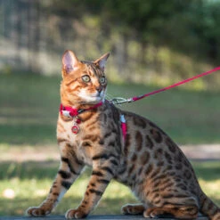 Red Dingo Stainless Steel Engraved Cat Tag Kitten Red -Cat Courtyard Cat Harness and Lead Classic Red 8