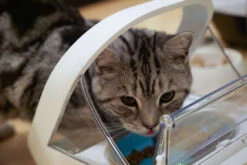 Cat Courtyard 33 Cat Courtyard -Cat Courtyard SureFeedMicrochipPetFeederCharlieParker