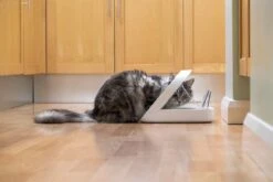 SureFlap SureFeed Microchip Pet Feeder -Cat Courtyard SureFeedMicrochipPetFeederDumbledoreEating