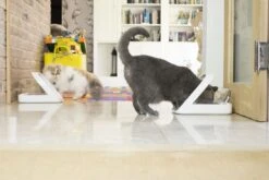 SureFlap SureFeed Microchip Pet Feeder -Cat Courtyard SureFeedMicrochipPetFeederMulti pets