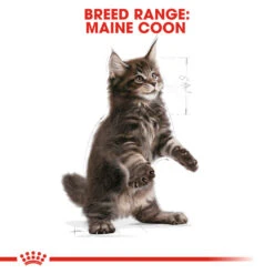 ROYAL CANIN® Maine Coon Kitten Dry Food 19 ROYAL CANIN® Maine Coon Kitten Dry Food -Cat Courtyard aprefk8uwiqr6odiczds
