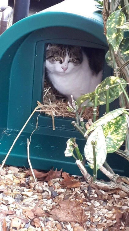 Katden Outdoor Cat Kennel - Dark Green EX DISPLAY 10 Katden Outdoor Cat Kennel - Dark Green EX DISPLAY - Image 8