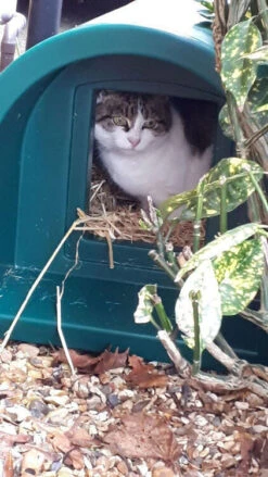 Mr Snugs Katden Outdoor Cat Kennel - Dark Green -Cat Courtyard catden