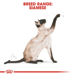 ROYAL CANIN® Siamese Adult Dry Cat Food -Cat Courtyard doewjexhroxorqjqjsz9