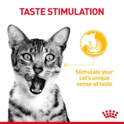 ROYAL CANIN® Sensory Taste In Gravy Adult Wet Cat Food -Cat Courtyard hwugo48zvdg3masdjkvr