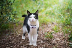 Weenect Cats 2 Cat GPS Tracker -Cat Courtyard imgp7527 copie