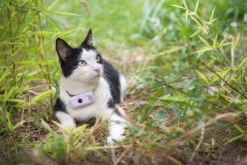 Weenect Cats 2 Cat GPS Tracker -Cat Courtyard imgp7999 copie