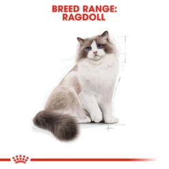 ROYAL CANIN® Ragdoll Adult Dry Cat Food -Cat Courtyard iy7ucvk13szwp9lafavd