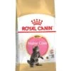 ROYAL CANIN® Maine Coon Kitten Dry Food -Cat Courtyard lypz3a9s5gabc8pwxawv