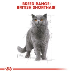 ROYAL CANIN® British Shorthair In Gravy Adult Wet Cat Food -Cat Courtyard n4yjsix4arlodjtltnny