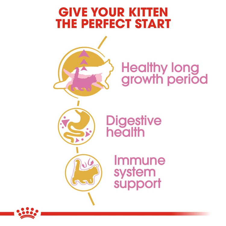 ROYAL CANIN® Maine Coon Kitten Dry Food 9 ROYAL CANIN® Maine Coon Kitten Dry Food - Image 7
