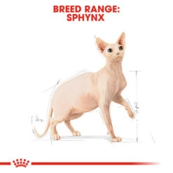 ROYAL CANIN® Sphynx Adult Dry Cat Food -Cat Courtyard rtka6br4s8us8hrmdsud