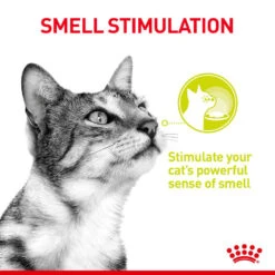 ROYAL CANIN® Sensory Smell In Gravy Adult Wet Cat Food -Cat Courtyard tpnc8bmxuiat99hmn4hq