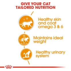 ROYAL CANIN® Intense Beauty Care In Gravy Adult Wet Cat Food -Cat Courtyard tq8lm1p5y3jmrcdpah34