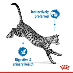 ROYAL CANIN® Indoor Sterilised In Gravy Adult Wet Cat Food -Cat Courtyard xowgcbifj58x7zx6qkxj