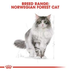 ROYAL CANIN® Norwegian Forest Adult Dry Cat Food -Cat Courtyard ygpsixmc5bzbquxmvex1